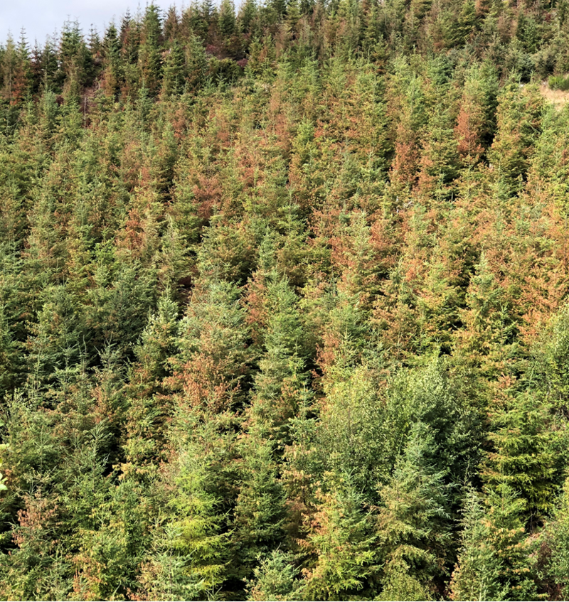 2021 heat dome left Rhode Island-sized damage in Oregon’s, Washington’s western forests