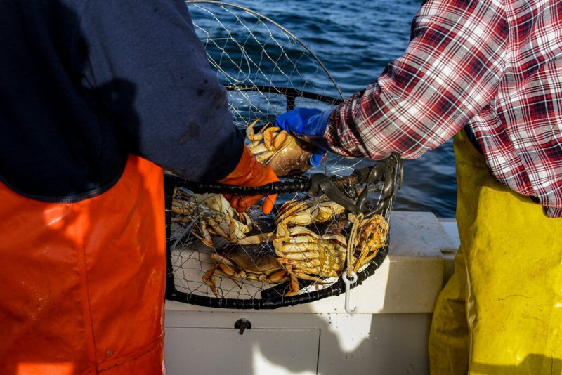 Oregon implements new rules for crab fishers to reduce whale deaths ...