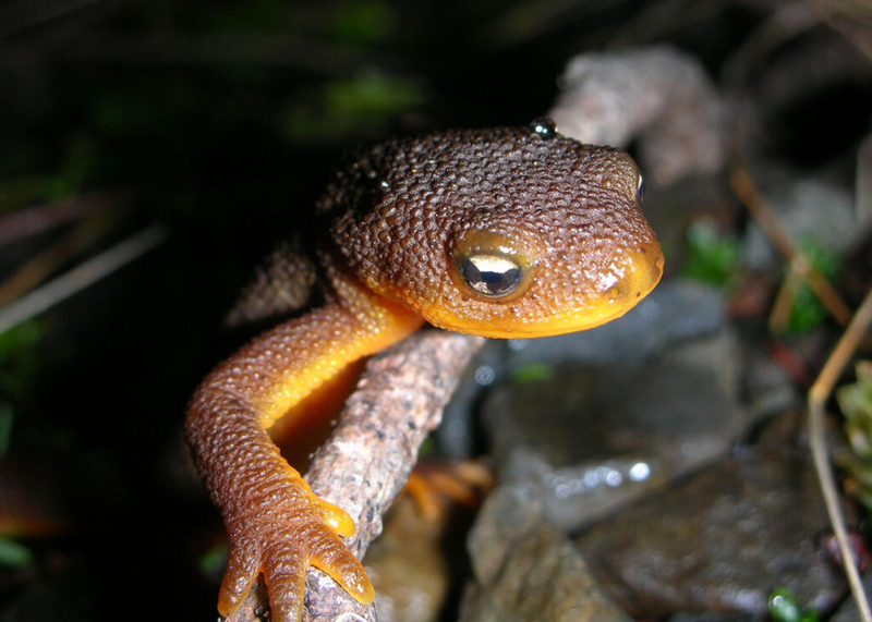 Feds agree to decide on endangered species protections for Crater Lake newt by October