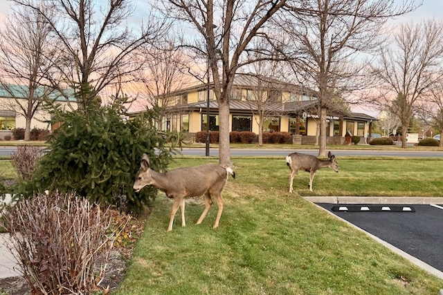 Oregon anti-animal cruelty initiative sounded like a good idea, until learning details