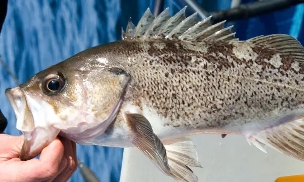 Oregon researchers journey into Pacific for clues about disappearance of old, female rockfish