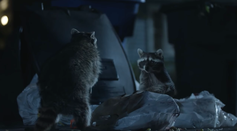 Metcalfe brags about owning the libs. What legislating and feeding raccoons have in common | Wednesday Morning Coffee