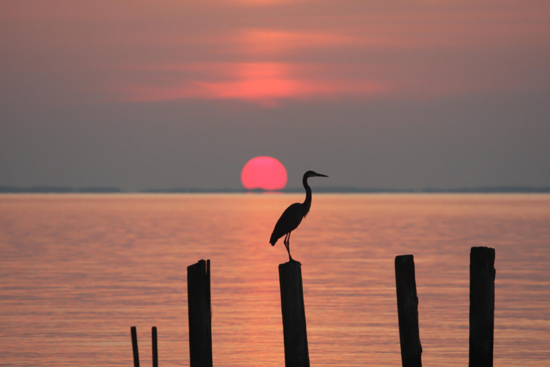 Chesapeake Bay health slips in 2025 report card as persistent challenges threaten long-term gains