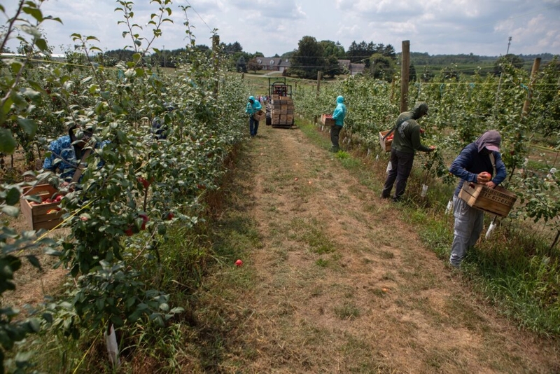 Some Pa. apple growers to receive additional federal assistance after devastating April freeze