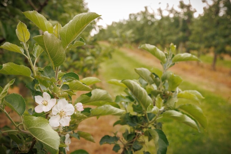 Rollins signs disaster declaration to provide relief for Pa. fruit growers following freeze