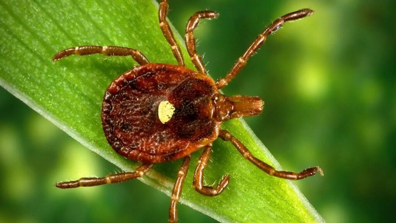 House GOP lawmakers explore increased public health reporting for tick-borne diseases