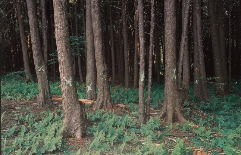 Remembering Flight 93 through the lens of healing
