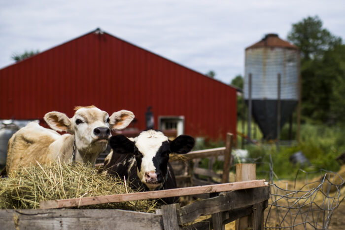 Jack Daniel’s is ending a program that helped farmers feed cows with its scraps. What happens now?