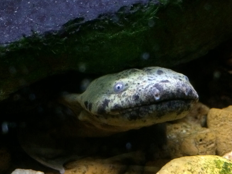 Eastern hellbender salamander, native to Tennessee, could soon gain federal protections