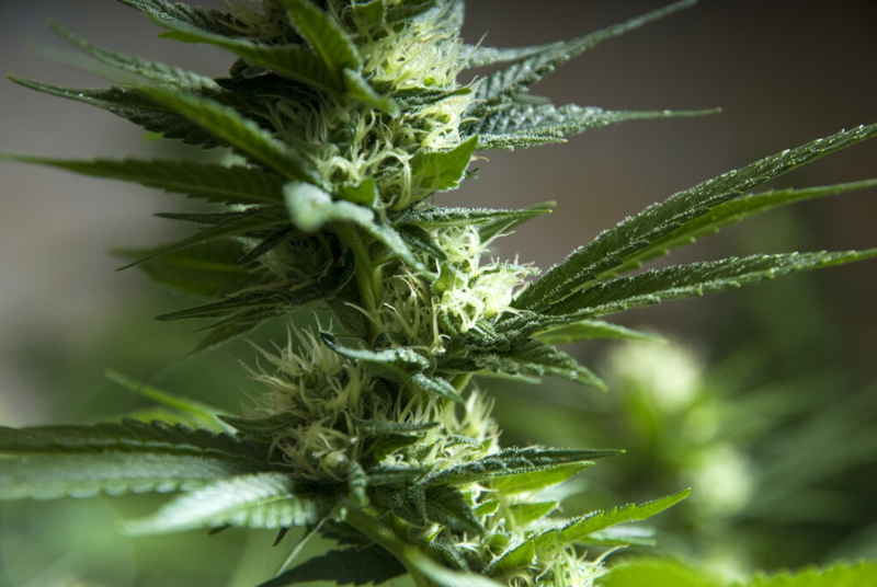 Tennessee Senate Democrat pushes cannabis reform following federal move