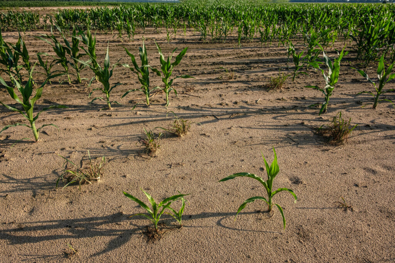 Tennessee row crop farmers face changing global market after two years in the red