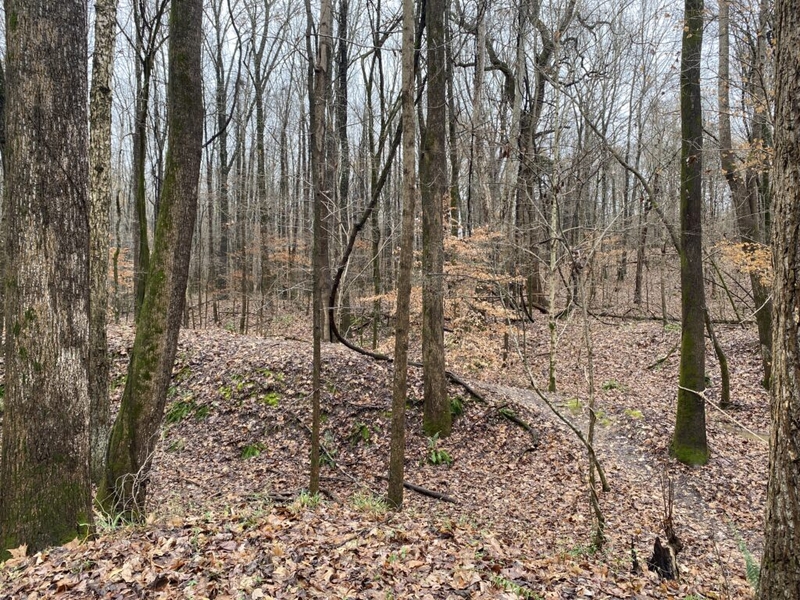 Dozens of TN hardwood companies join industry plea for federal relief from tariff hardships