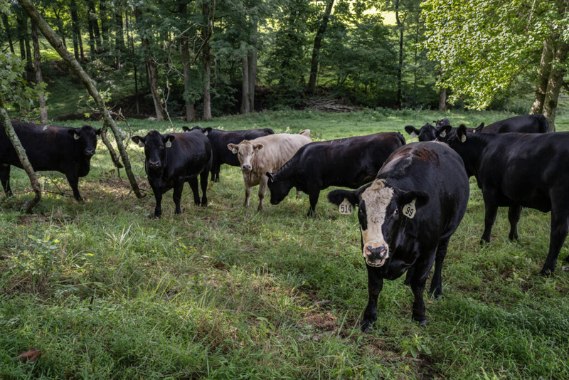 Tennessee cattlemen brace for beef market unrest after Trump announced tariff-free imports