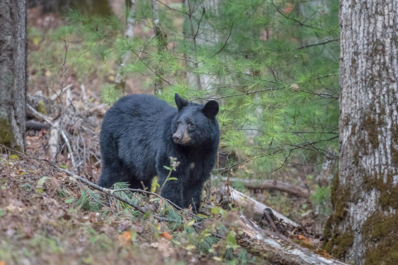 After decades of overhunting, black bears are slowly recolonizing the lower Mississippi River basin