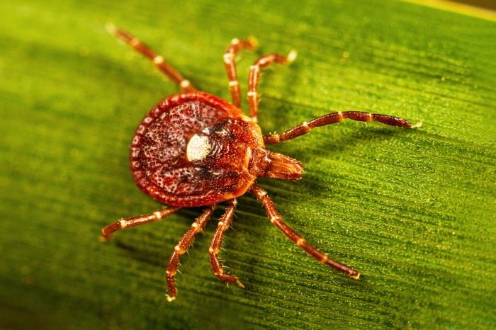 Alpha-gal syndrome is spreading rapidly. Arkansas may hold clues to what comes next.