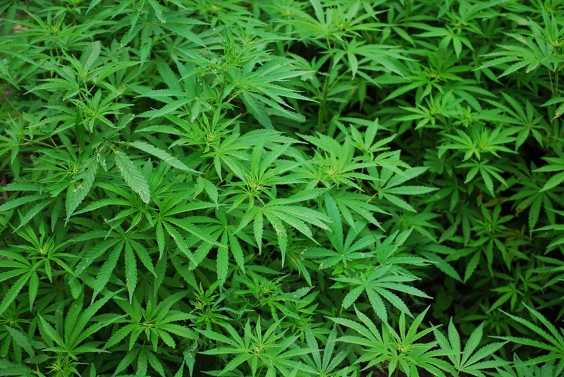 Virginia cannabis budget language triggers legal confusion, political fallout