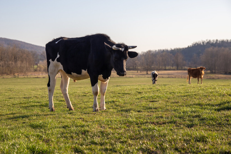 Spanberger declares state of emergency as drought strains Virginia farmers