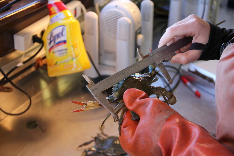 Virginia crab management committee requests opening winter season for dredging