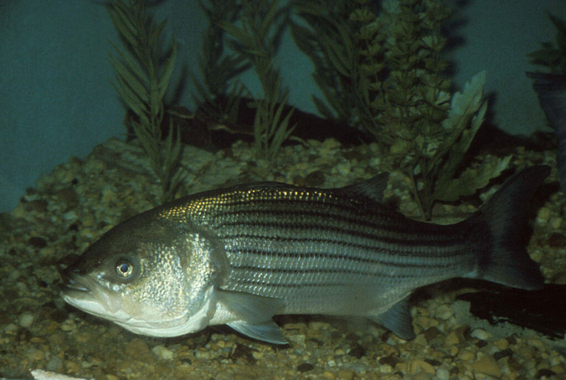Fisheries regulators impose emergency limit on recreational striped bass fishing