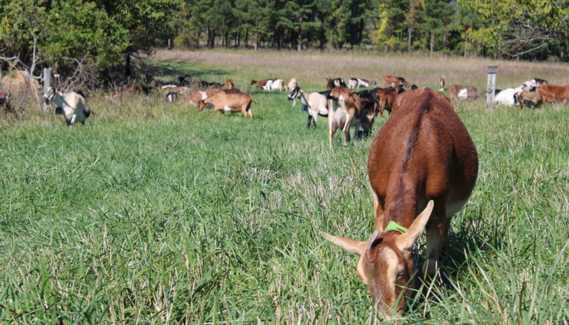 Farming In Virginia Virginia farmers can now apply for grants to practice regenerative ...