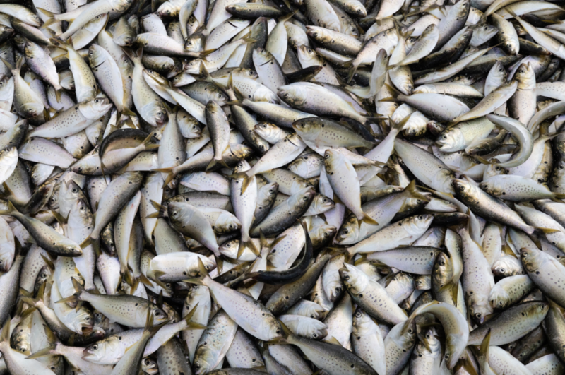 Menhaden management board advances addendum with potential cuts to Chesapeake Bay fishery limits