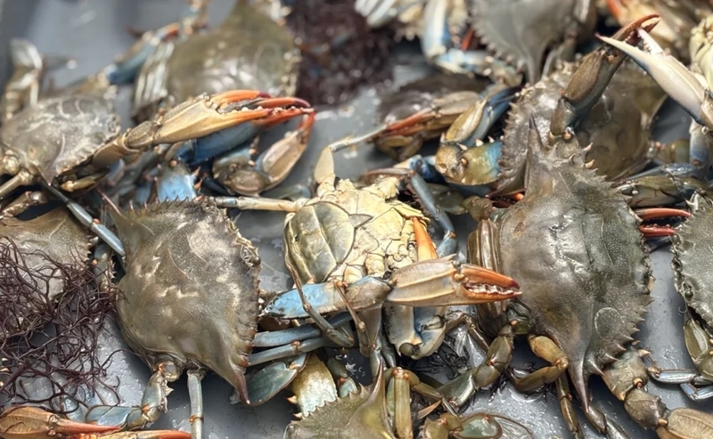 Chesapeake Bay sees increase in juvenile blue crabs, drop in adult females