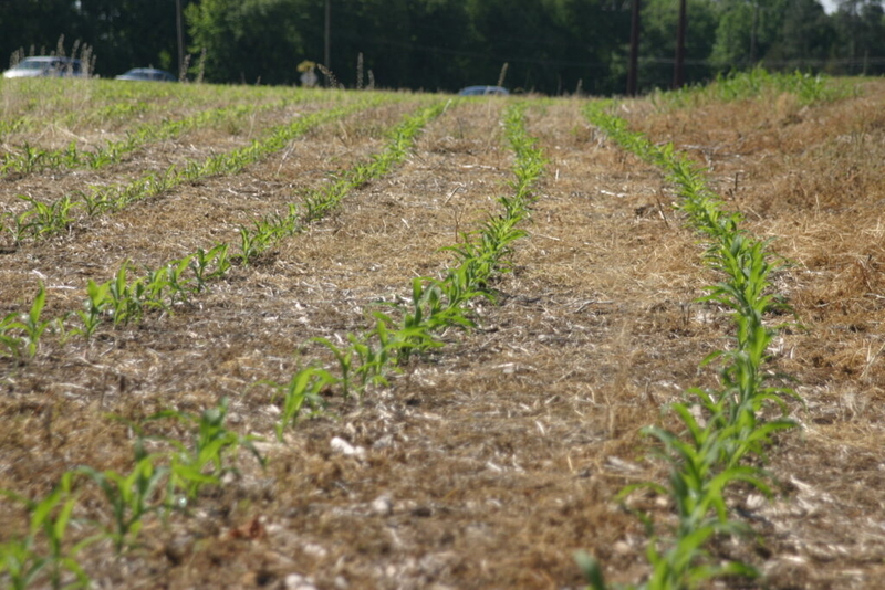 “Remember the little guy”: Kaine hears from Virginia farmers as Canada trade fight drives up concern