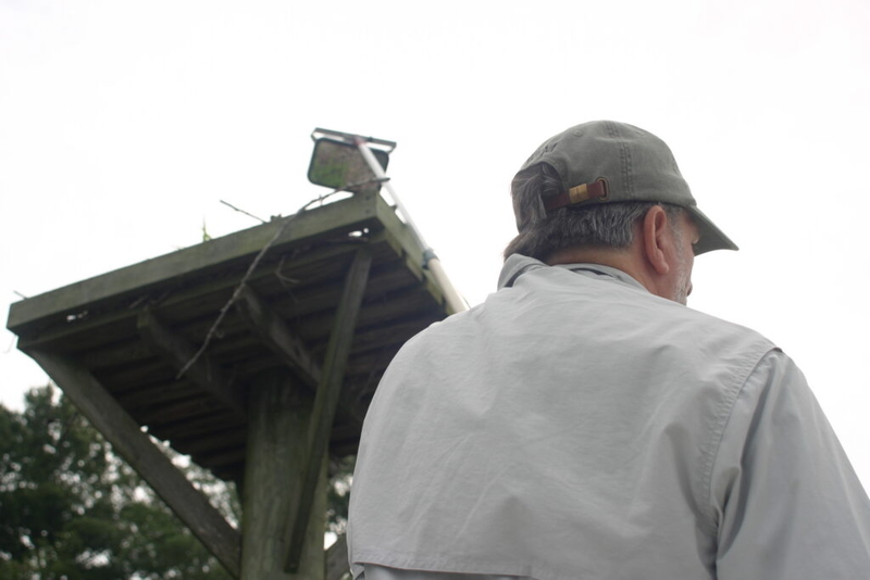 Chesapeake Bay ospreys see worst breeding season on record