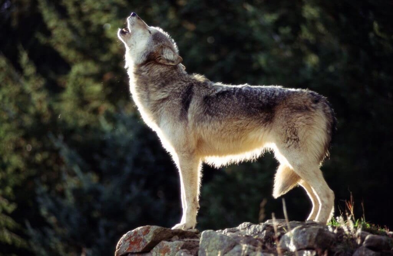 Wolf delisting in Wisconsin: Why Tom Tiffany has been a hindrance and not helpful.