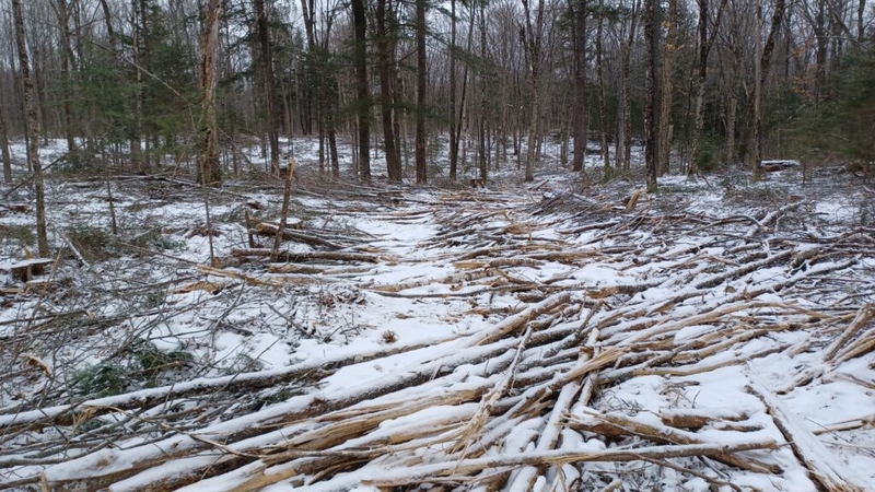 Conservation, timber groups debate alleged logging violations in national forest