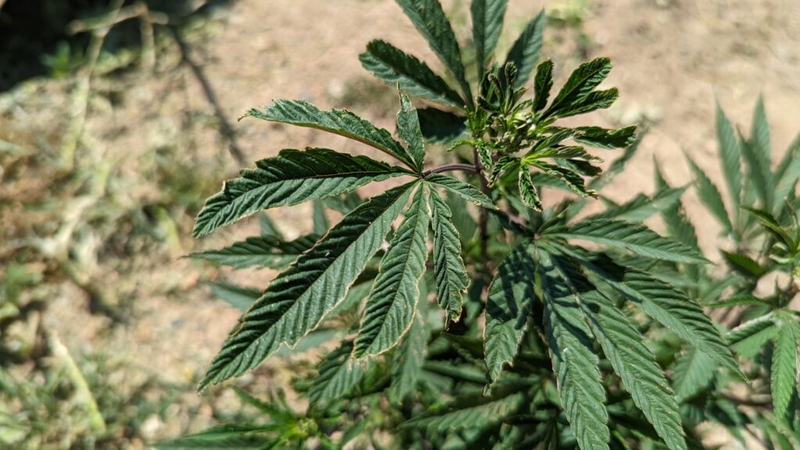 Wisconsin’s hemp industry grapples with federal ban