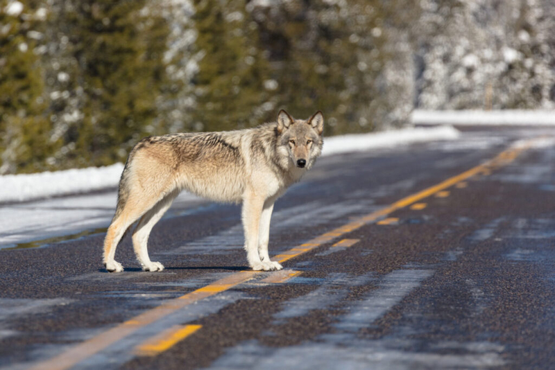 Federal wolf delisting would give management power to the next governor