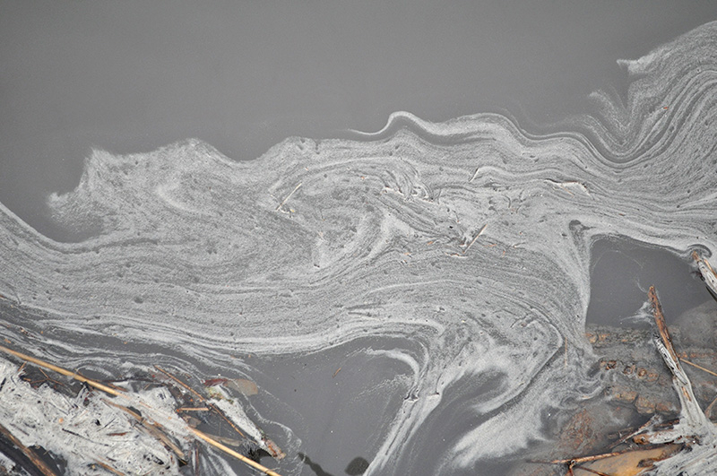 Coal ash pollutes the Dan River near Danville, Va., about 20 miles downstream from a spill that occurred at a closed North Carolina coal-fired plant owned by Duke Energy near Eden, N.C., in 2014. (Courtesy of Appaclahian Voices; photo by Eric Chance)