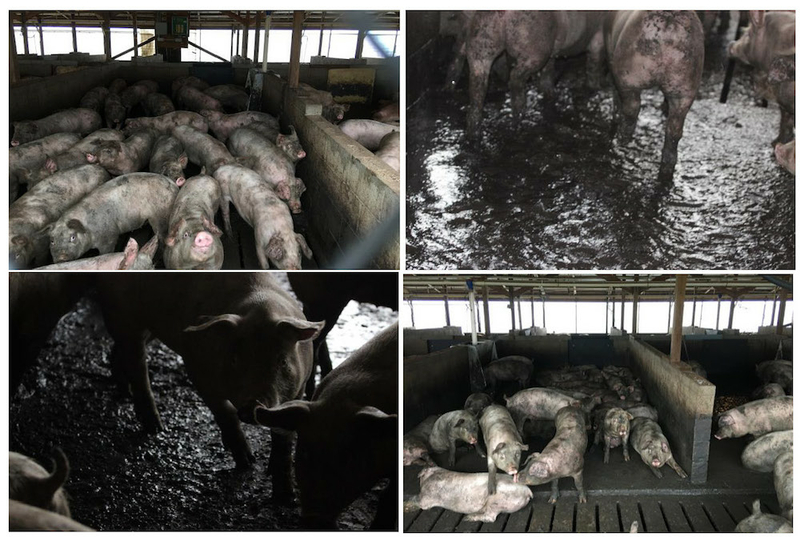 You can’t photograph a smell: Lawyers, witnesses debate hog farm stench at Smithfield nuisance trial