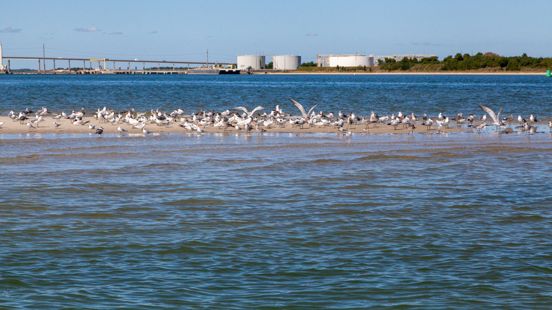 Shorebirds rest on a sandbar near the Morehead City port. They eat fish, oysters and clams, of which some species are collapsing. (Photo: Lisa Sorg/Inside Climate News)