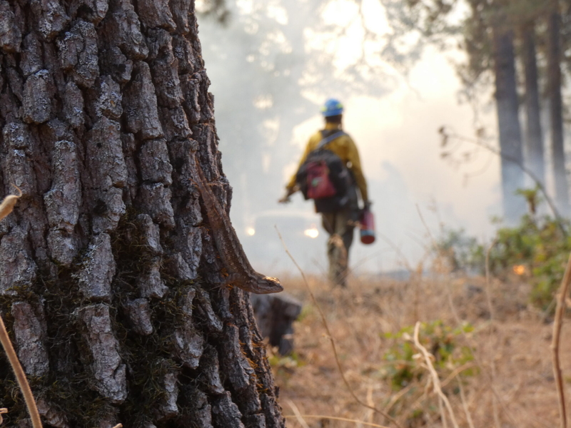 Photo essay: Communities embrace fire to protect against out-of-control blazes