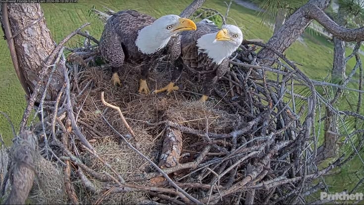 Slipshod investigation of famous Florida eagle’s death ruffles feathers