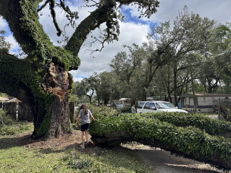 A tree-sized tree branch landed on the street immediately in front of Welcome Mat trailer park in Pensacola, Florida, the result of Hurricane Isaias' high winds on Friday Oct. 9, 2026.