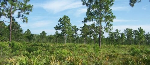 Florida county wants motocross course on land bought for conservation