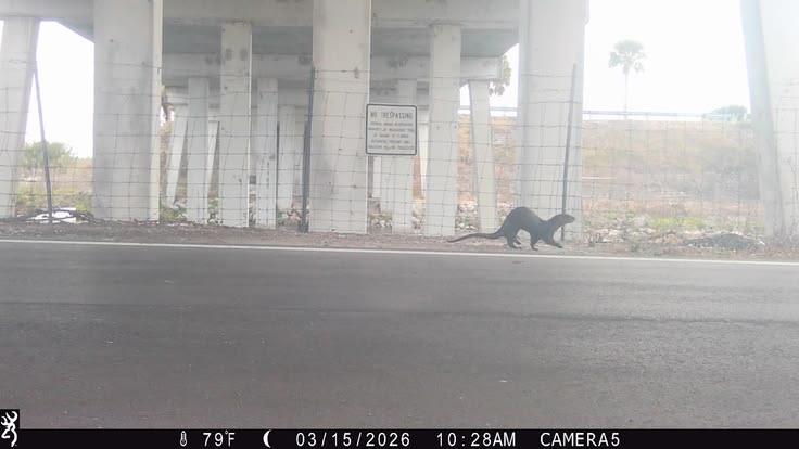 To avoid becoming roadkill, Florida panthers need critter crossings