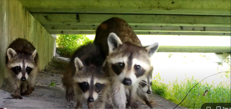 To avoid becoming roadkill, Florida panthers need critter crossings