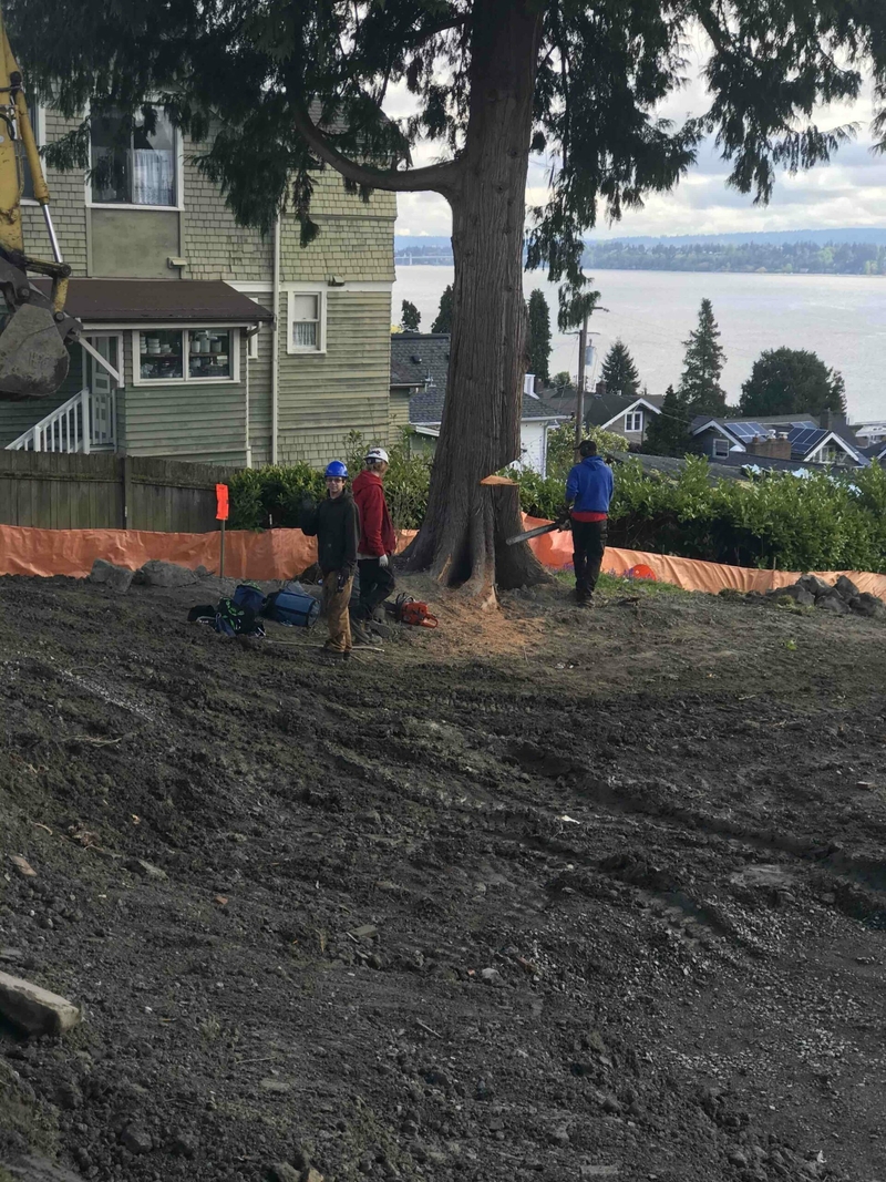 How developers helped shape Seattle’s controversial tree protection ordinance