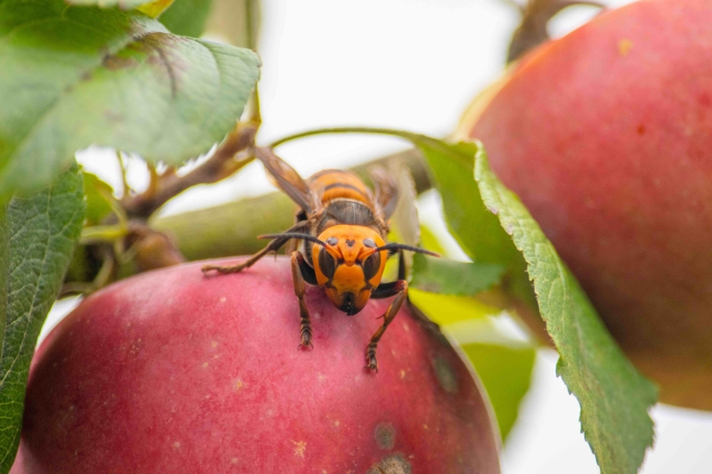 Invasive ‘murder hornets’ found in Washington have been eradicated, officials say