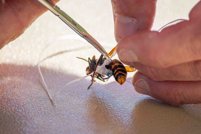 Invasive ‘murder hornets’ found in Washington have been eradicated, officials say