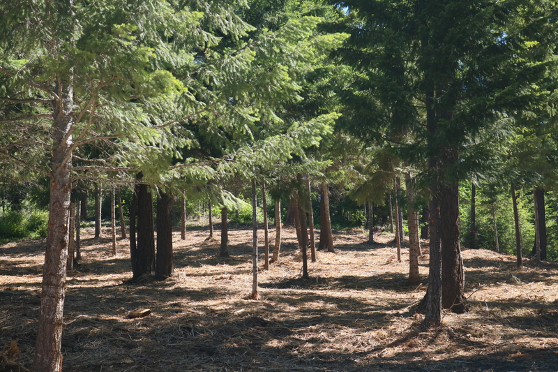 Trying to prevent a catastrophic blaze in a fire-prone part of Washington