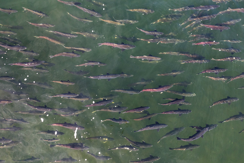 An aerial view of several fall-run Chinook salmon swimming near the surface of a river.