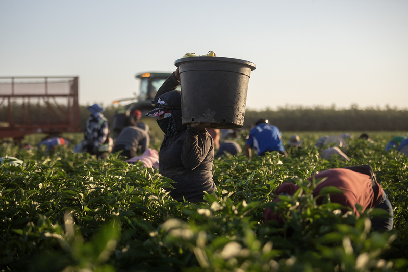 A person carries a large plastic bucket filled with produce on their shoulder while working in a field of green crops during harvest. Surrounded by others bending over the plants, the individual wears a long-sleeve shirt, hat, and face covering for sun protection. A tractor and trailer are visible in the background under the warm early morning or late afternoon light.