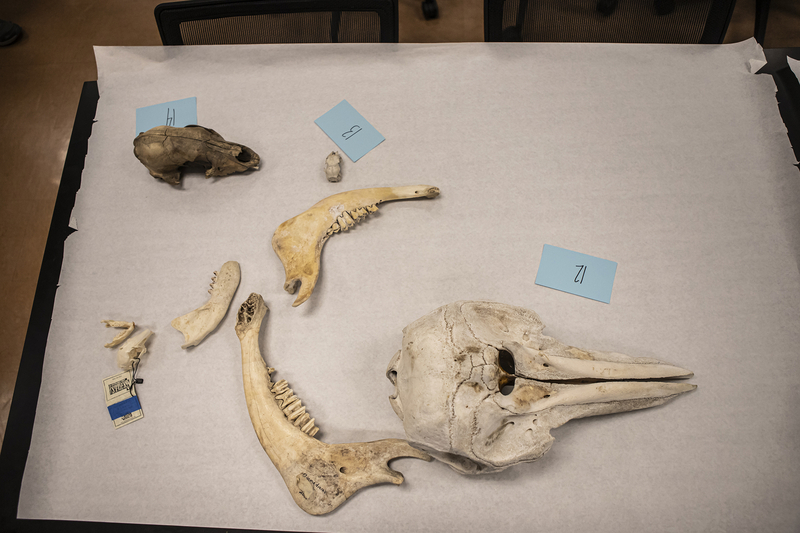 An assortment of animal bones lies out on a large piece of white parchment, with blue index cards bearing numbers.
