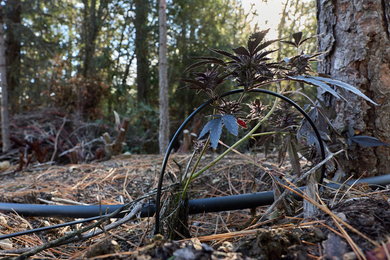A marijuana plant grows alongside irrigation tubing in a grassy area of a forest near the base of a tree.