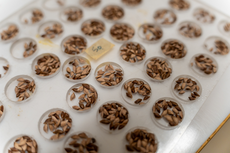 Clusters of seeds are in small circular grooves in a plastic sheet.